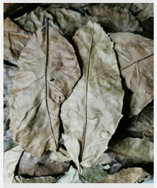 Dried Ewe Akoko (Yoruba) Fertility Leaves Aduruku Ogirisi (Igbo) - 40 G